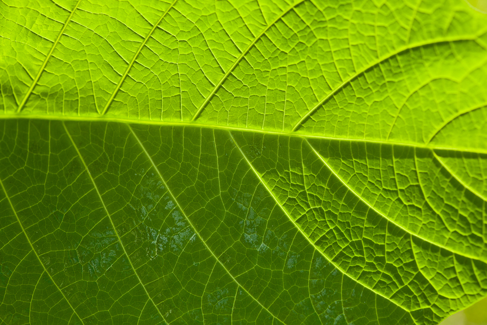 Blattunterseite einer Engelstrompete (Brugmansia)