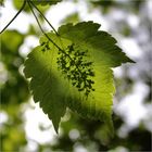 Blattunterseite im Gegenlicht