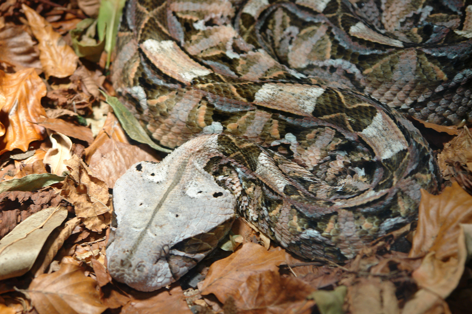 Blattviper TP Hellabrunn