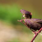 Blattvogel - Vogelblatt.