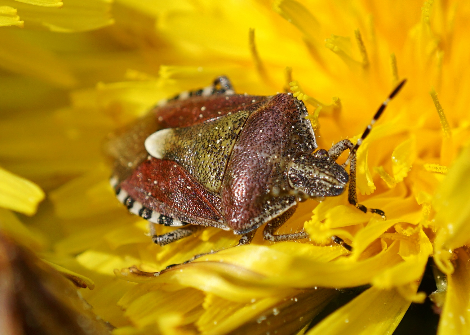 Blattwanze auf Löwenzahnblüte