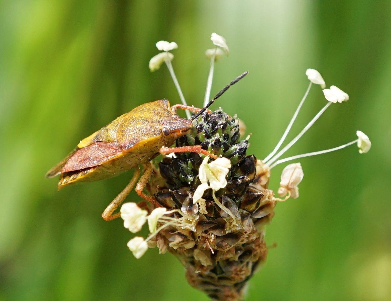 Blattwanze auf Spitzwegerichblüte