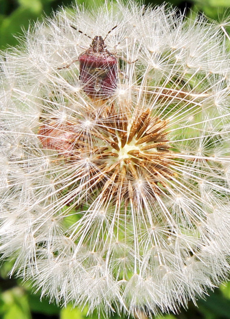 Blattwanze in Pusteblume