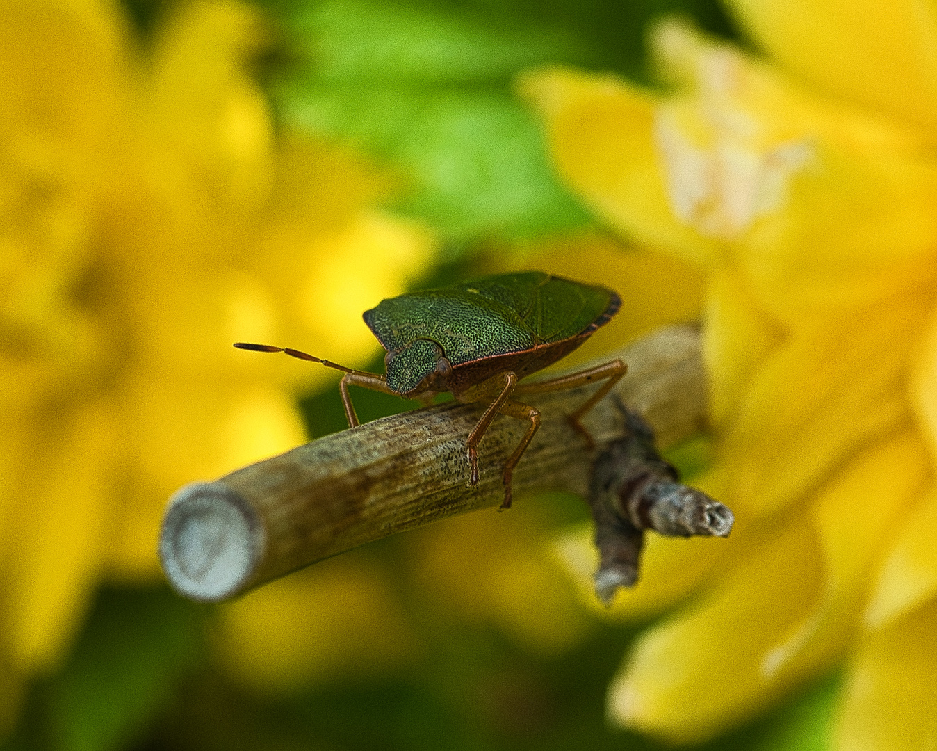 Blattwanzen sind auch schön