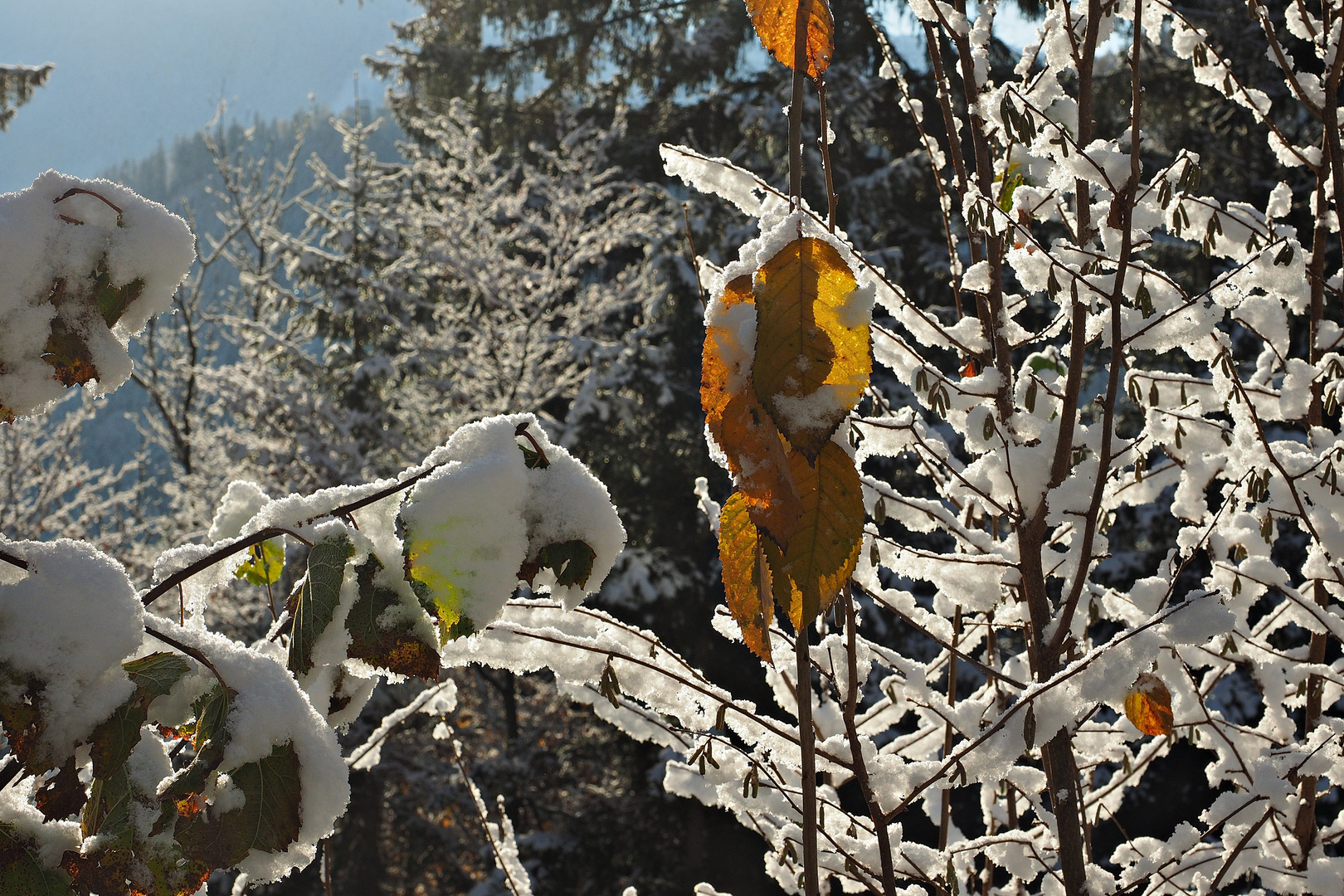 Blattweise Schneefall