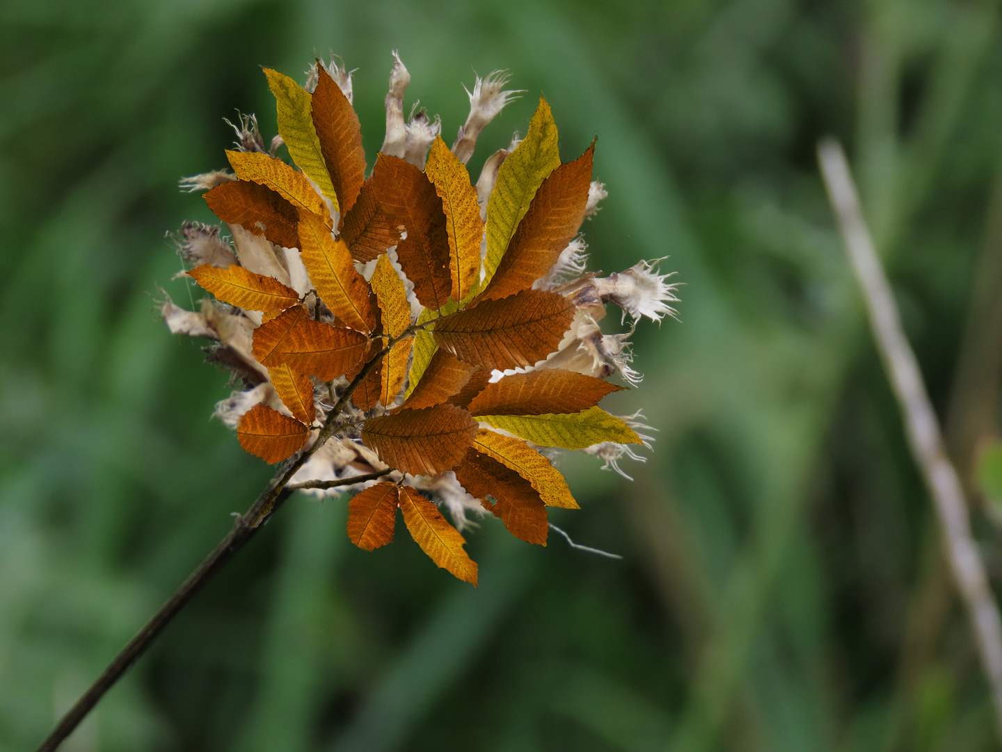 Blattwerk als Blume, etwas ungewöhnlich