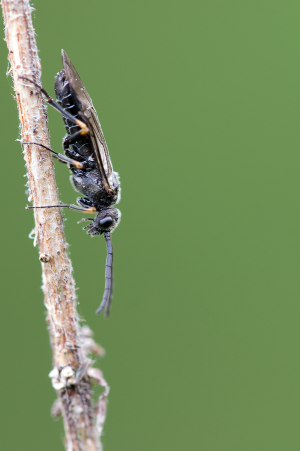 Blattwespe Foto & Bild tiere, wildlife, insekten Bilder auf