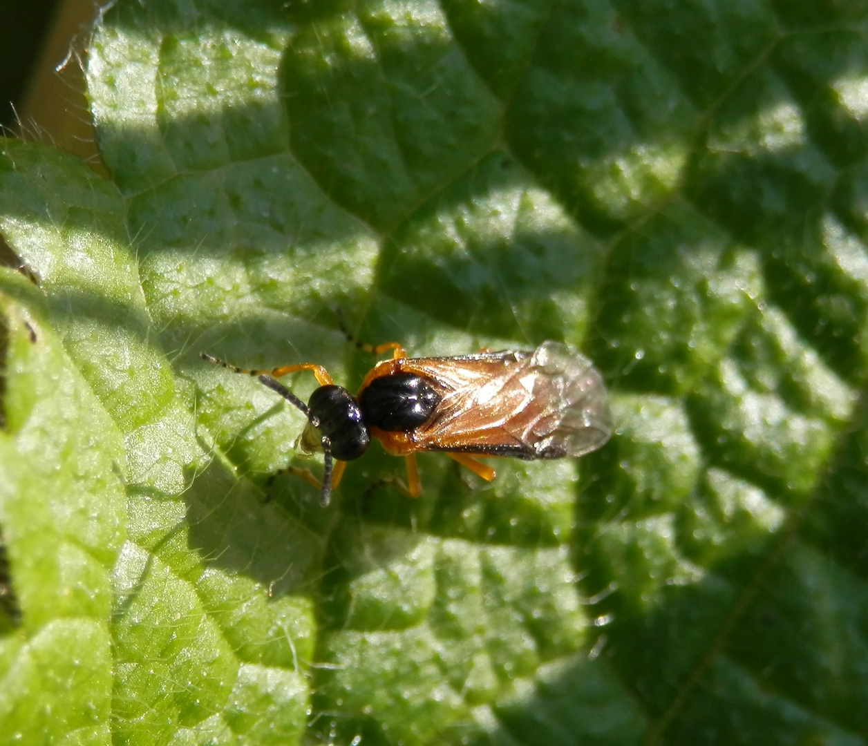 Blattwespe Athalia sp.