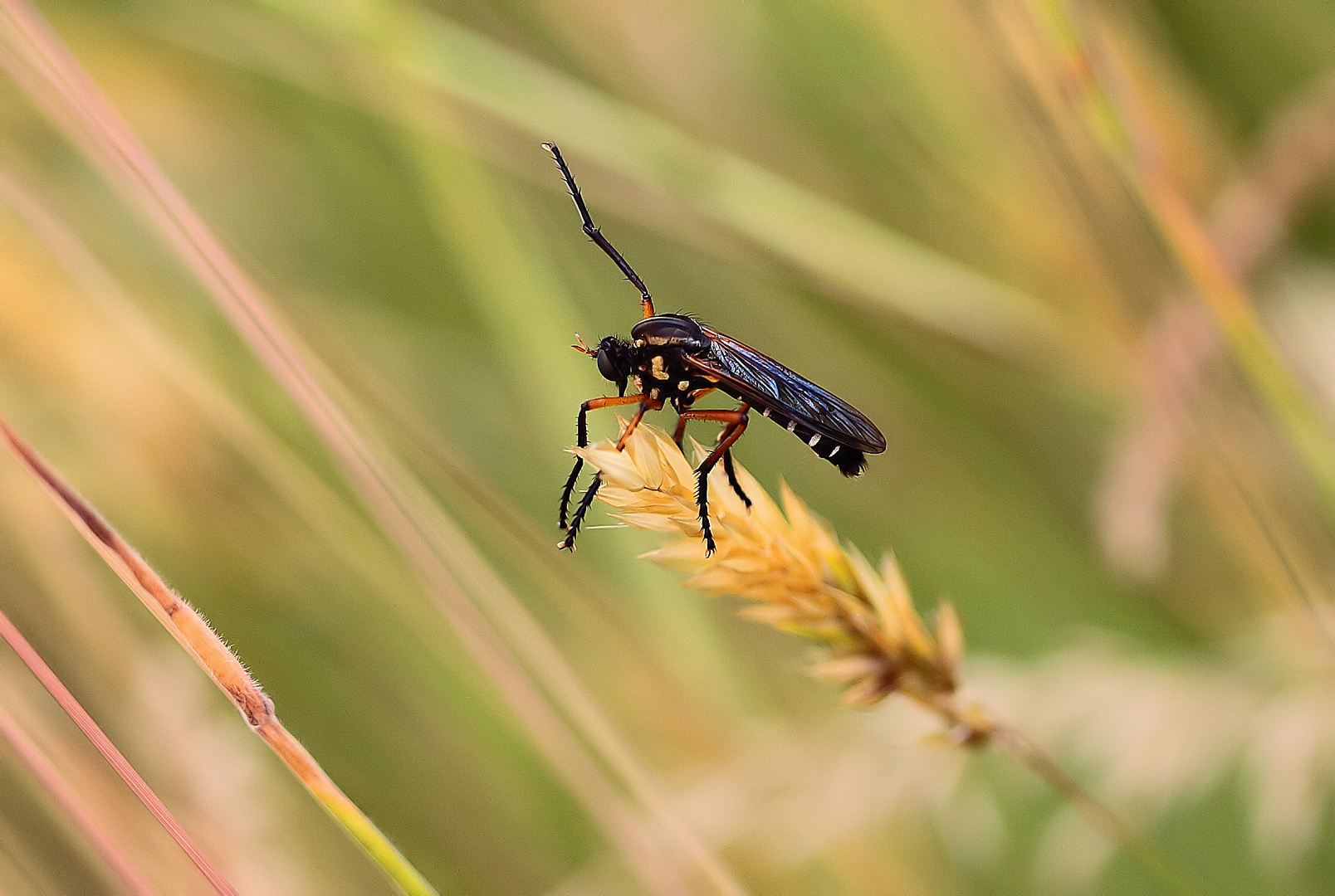 Blattwespe (Elinora koehleri)