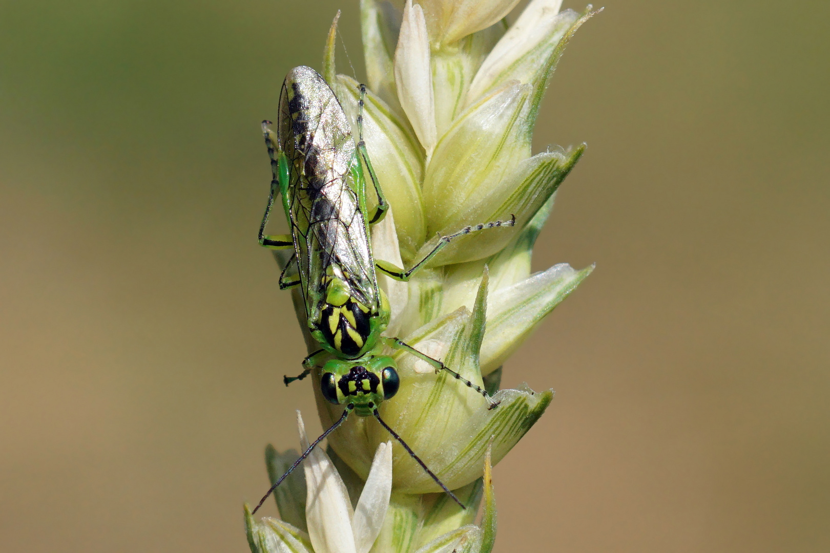 Blattwespe - kurzer Blickkontakt - Rhogogaster punctulata 