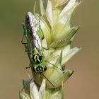 Blattwespe - kurzer Blickkontakt - Rhogogaster punctulata 