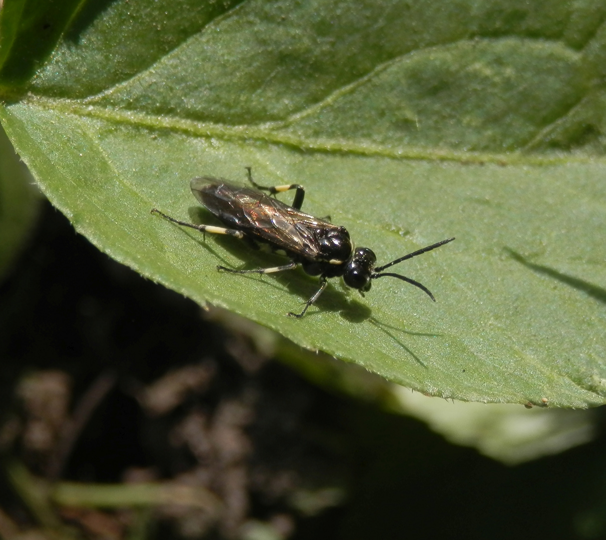 Blattwespe Macrophya alboannulata