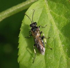 Blattwespe (Macrophya alboannulata oder M. albicincta)