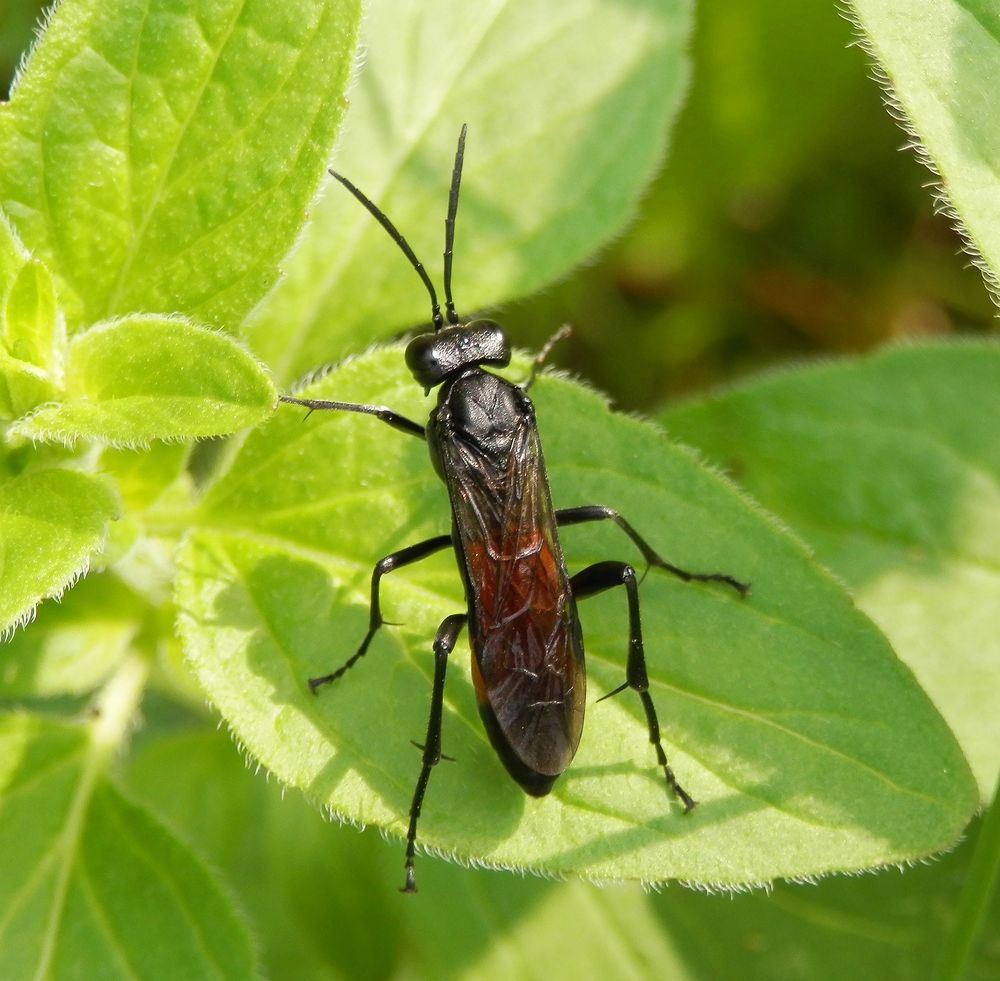 Blattwespe Macrophya annulata auf Oregano