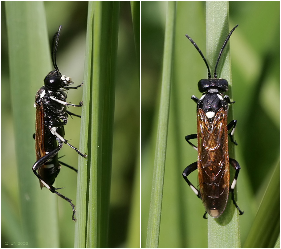 Blattwespe - Macrophya duodecimpunctata