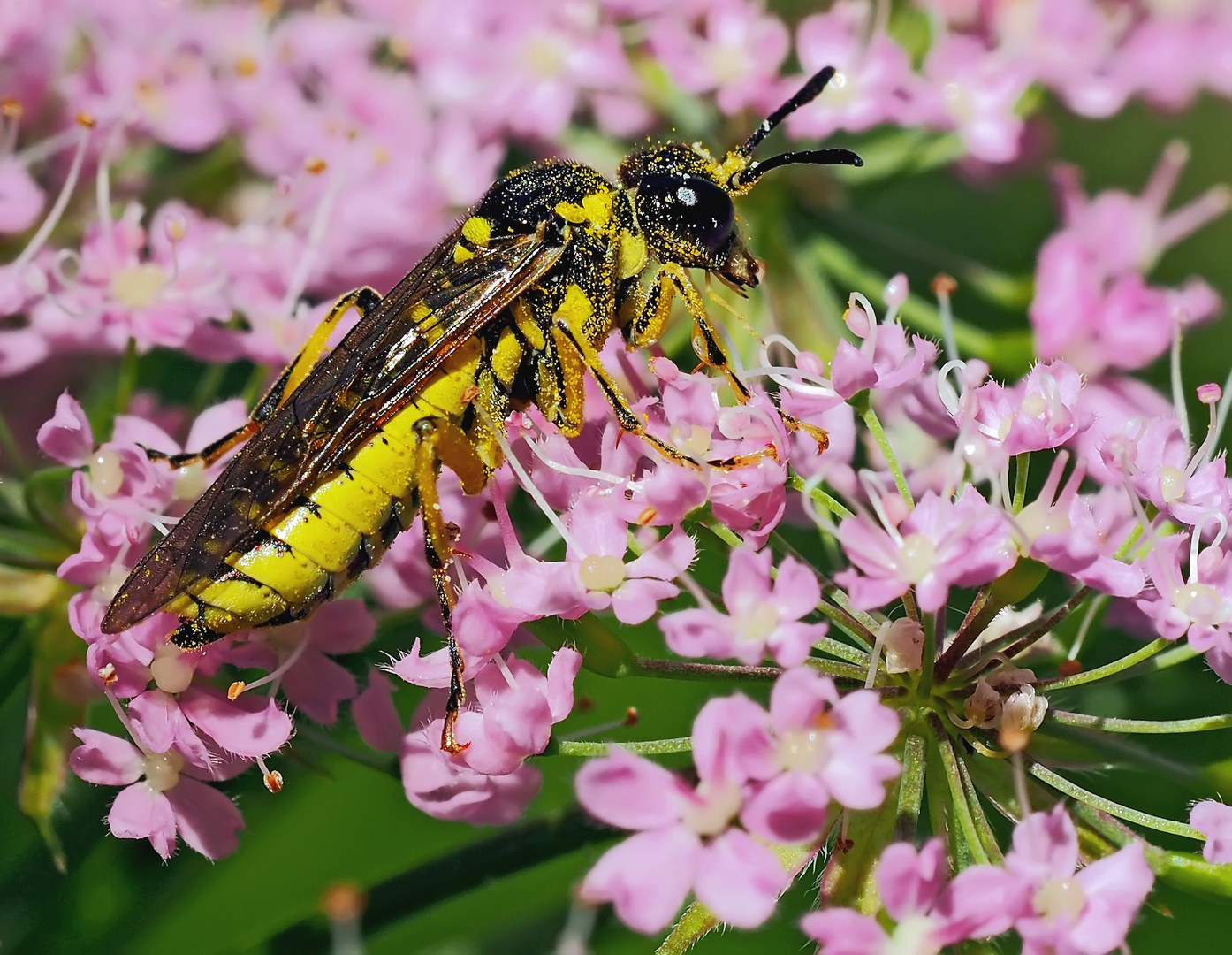 Blattwespe mit Pollen geschmückt..! - Une guêpe décoré avec du pollen! *