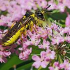 Blattwespe mit Pollen geschmückt..! - Une guêpe décoré avec du pollen! *