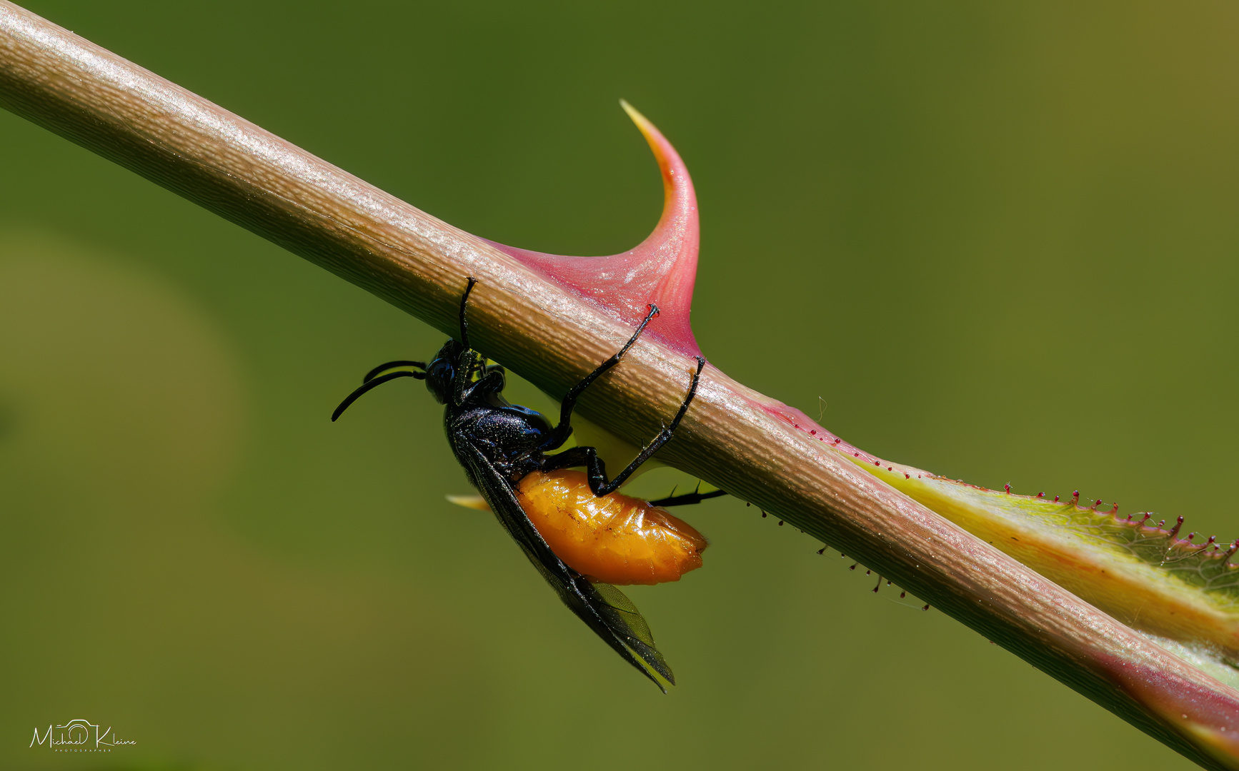 Blattwespe (Tenthredinidae)