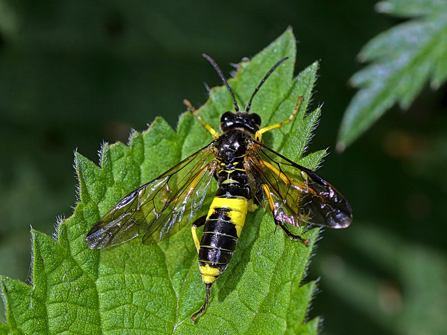 Blattwespe (Tenthredo temula - Scopoli).....