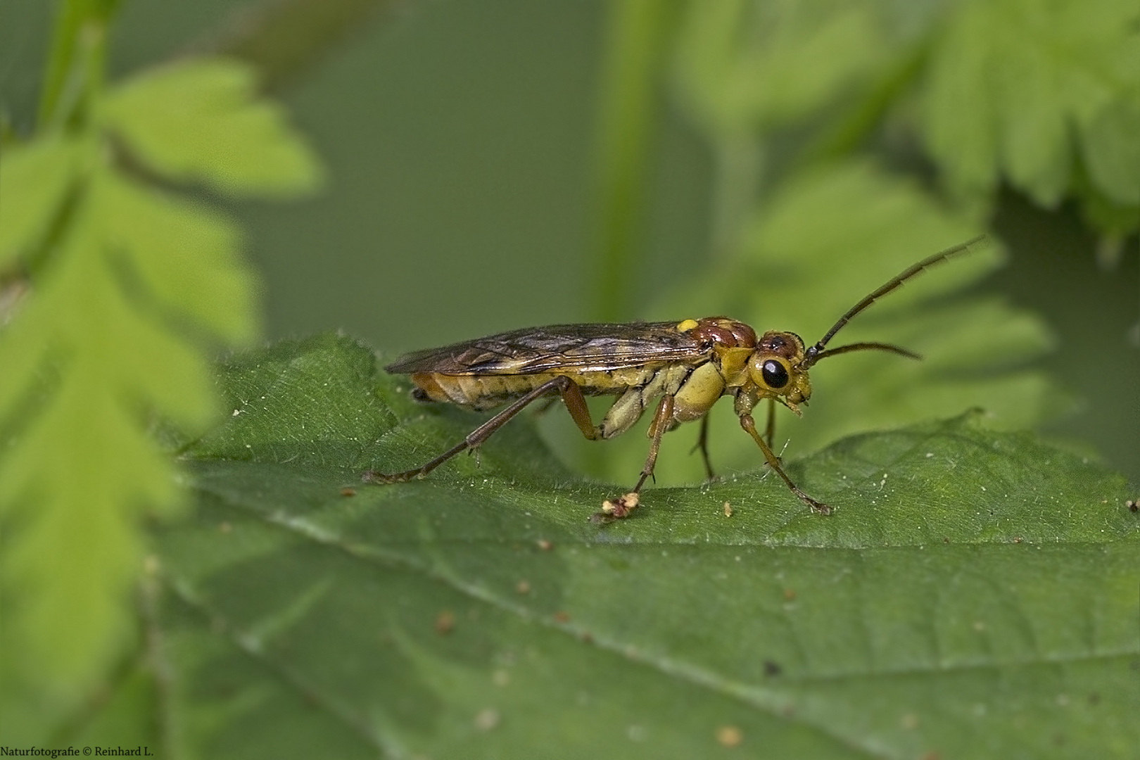  Blattwespe  Tenthredopsis sordida .