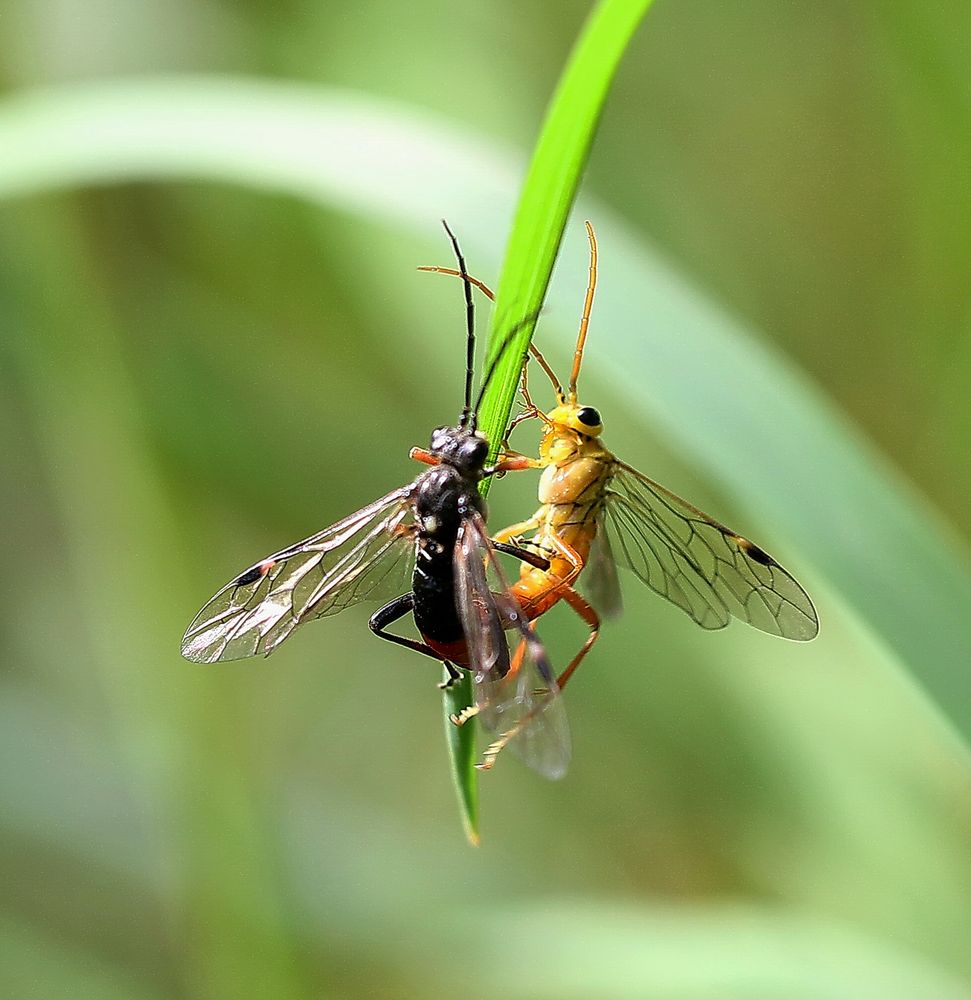 Blattwespe - Tenthredopsis sordida 