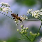 Blattwespe (Tenthredopsis tarsata) ?