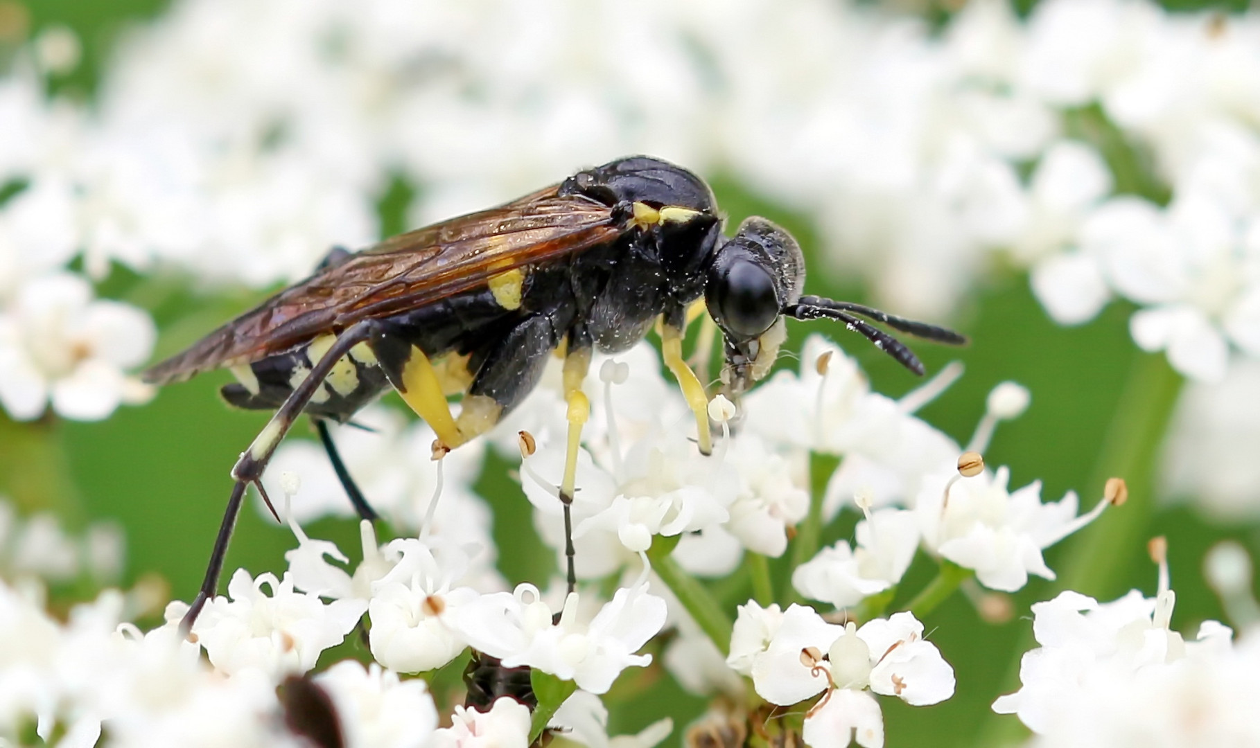 Blattwespe,Macrophya duodecimpunctata