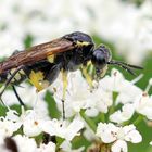 Blattwespe,Macrophya duodecimpunctata