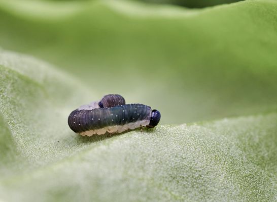 Blattwespen Larve (Ametastegia sp.)