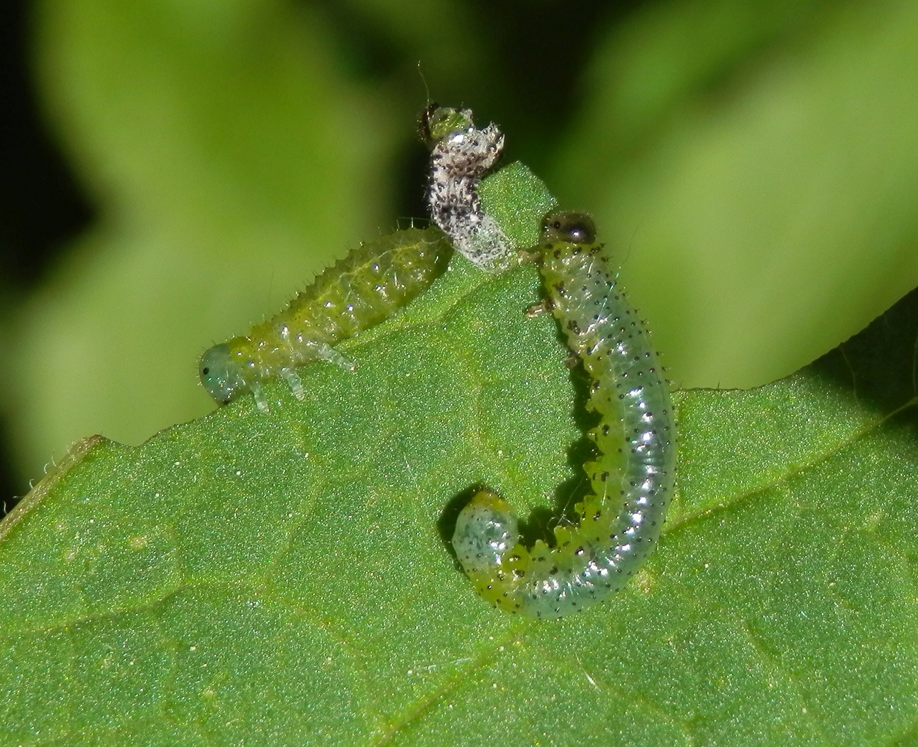 BlattwespenLarven Nematus ribesii ??? Foto & Bild wespen, natur