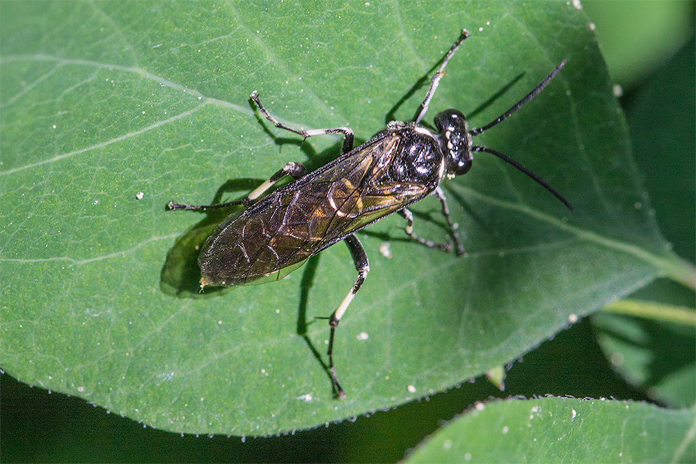 Blattwespenart Macrophya alboannulata oder M. albicincta