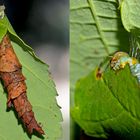 Blattwespenlarve (Symphyta) in Blattrolle ...