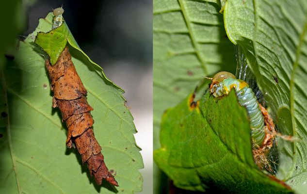 Blattwespenlarve (Symphyta) in Blattrolle ...