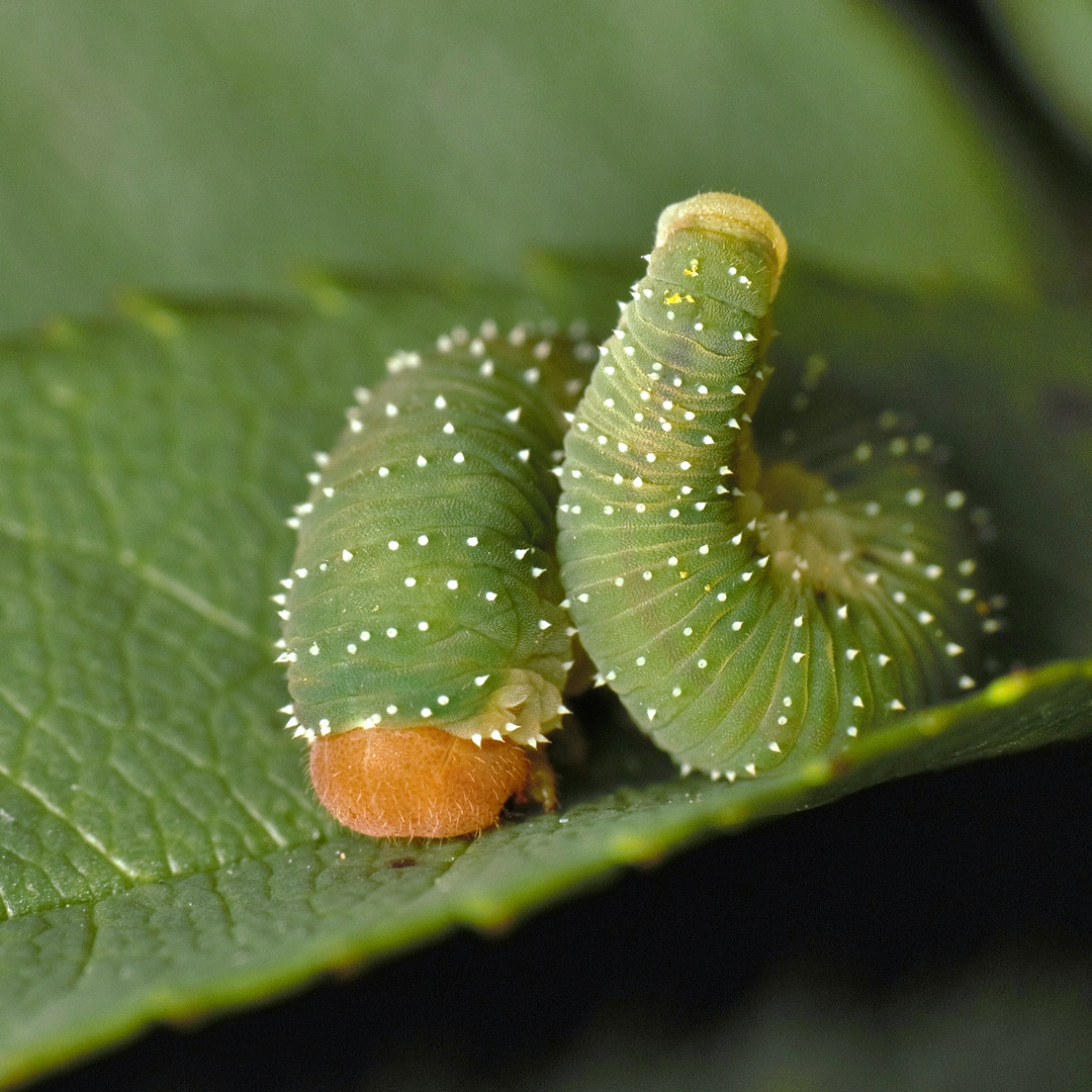 Blattwespenraupe Allantus viennensis Foto & Bild | tiere, wildlife ...