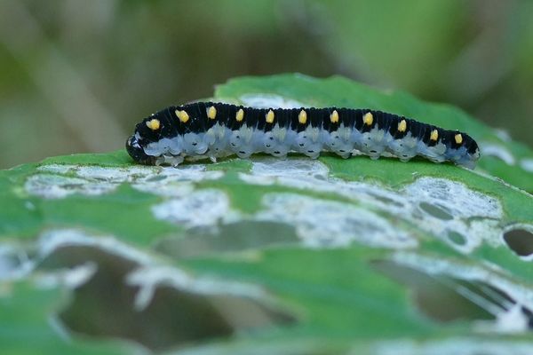 Blattwespenraupe / Tenthredo Mandibularis 