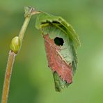 Blattwickel vom Haselblattroller (Apoderus coryli)