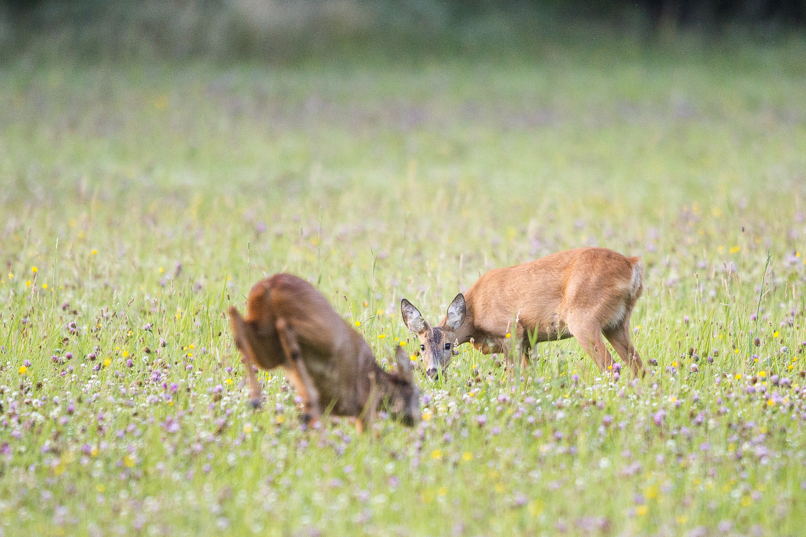 Blattzeit beim Rehwild