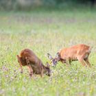 Blattzeit beim Rehwild