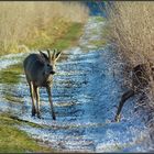 Blattzeit im Winter