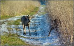 Blattzeit im Winter