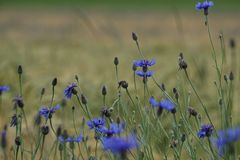 Blau 02