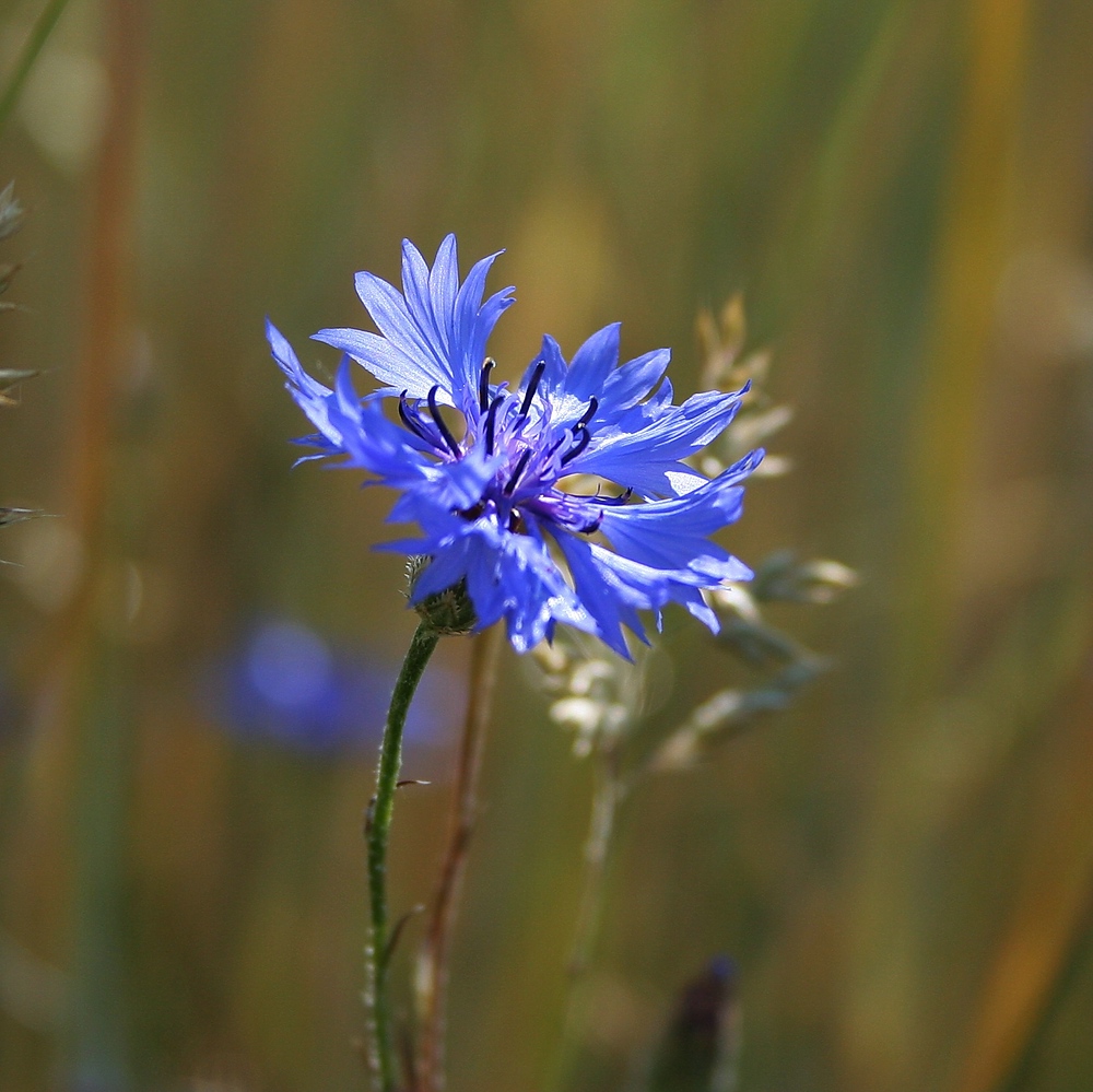 blau