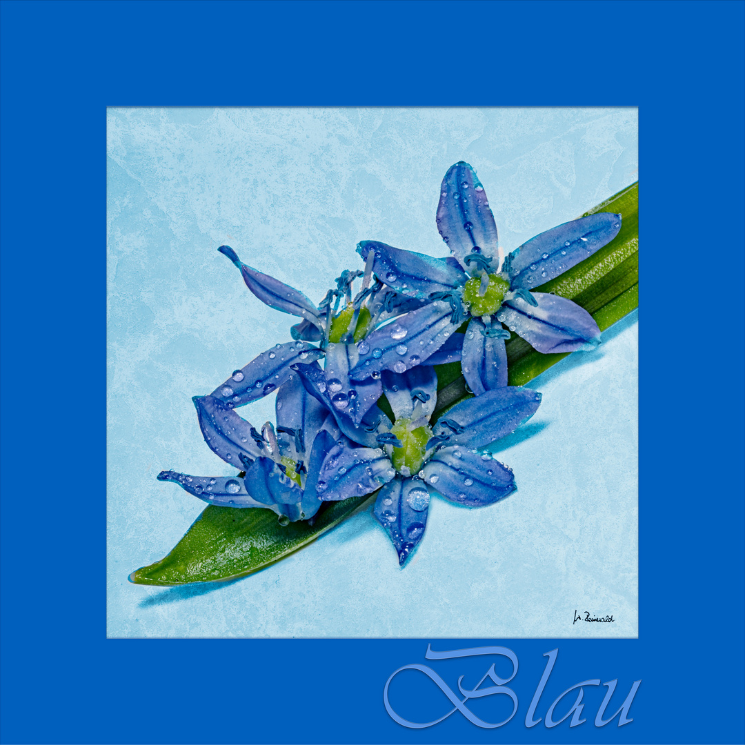 blau