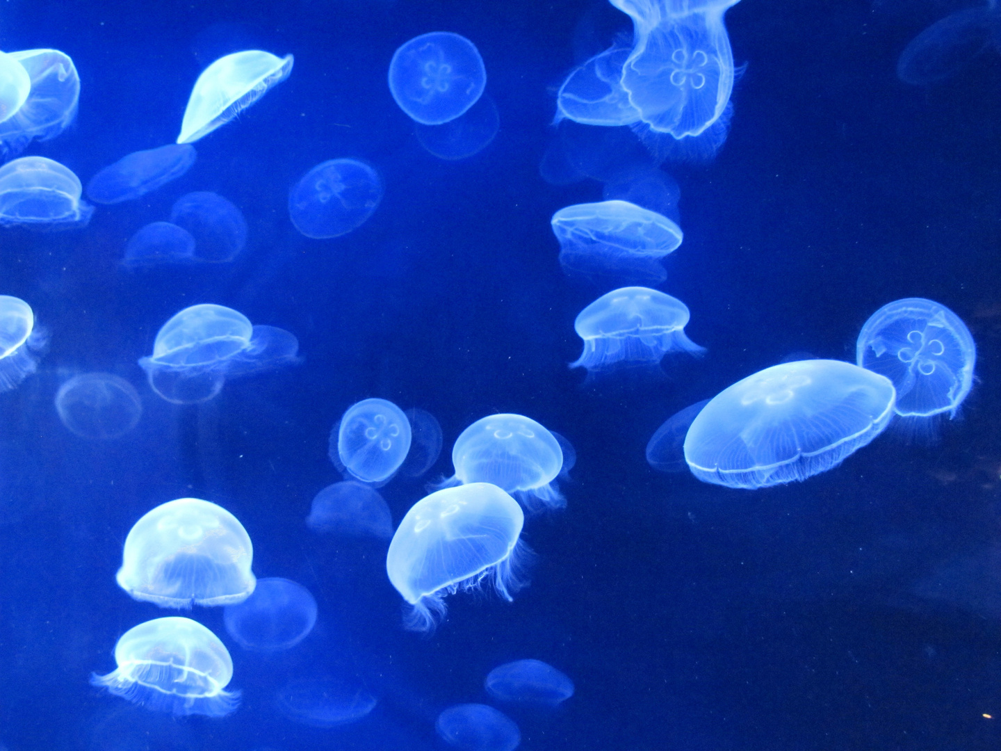 Blau Foto & Bild natur, farben, zoo Bilder auf Blau Foto & Bild natur, farben, zoo Bilder auf