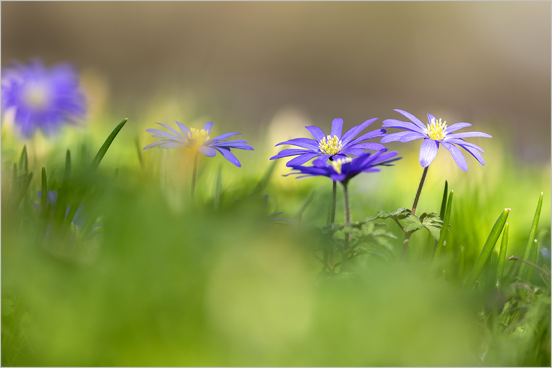 blau