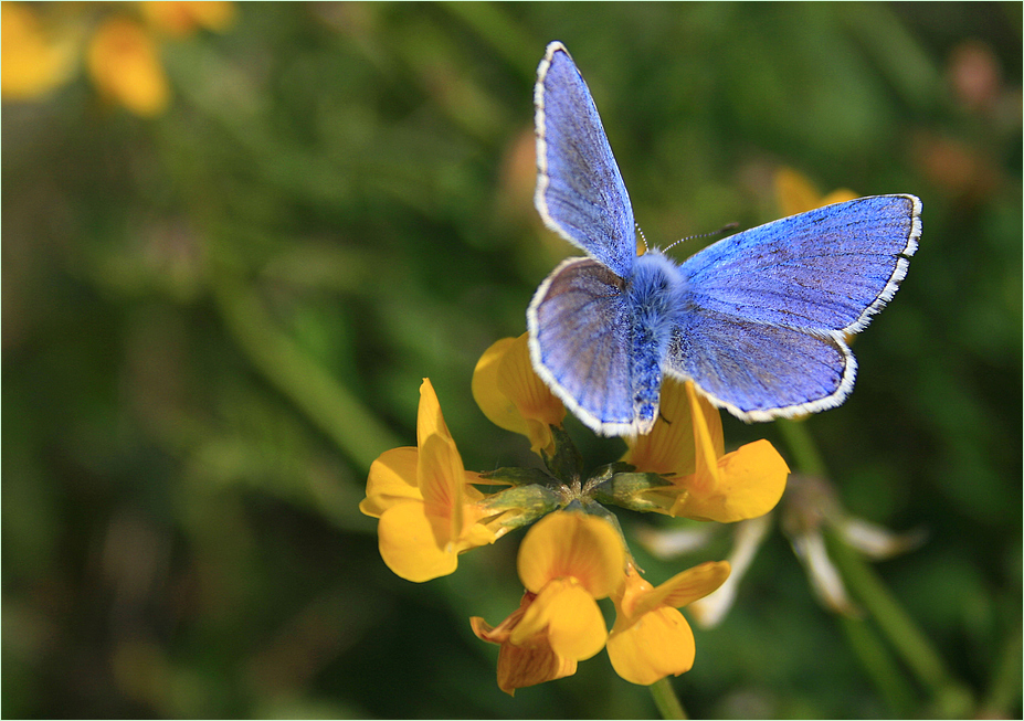 blau