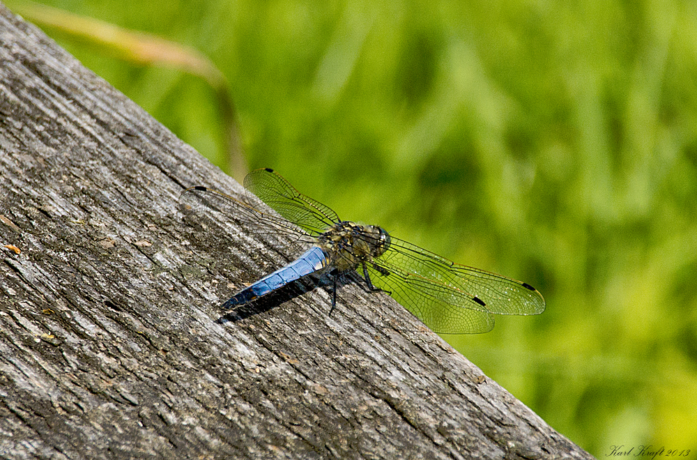 Blau