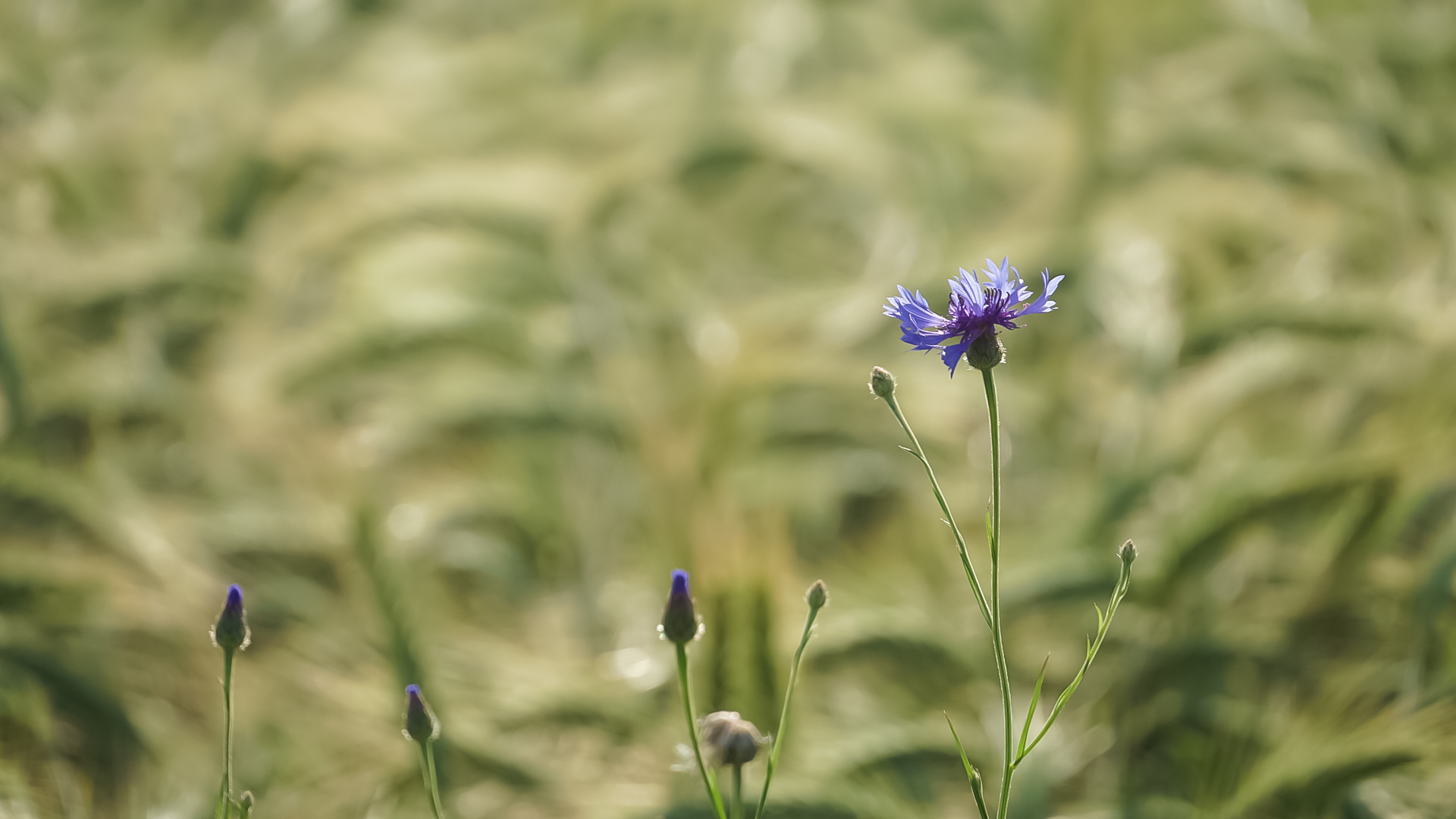 Blau am Feld