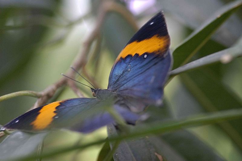 Blau am frühen Vormittag