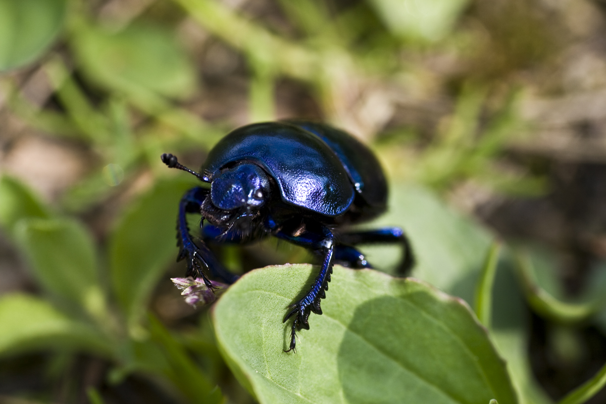 Blau am Herrentag